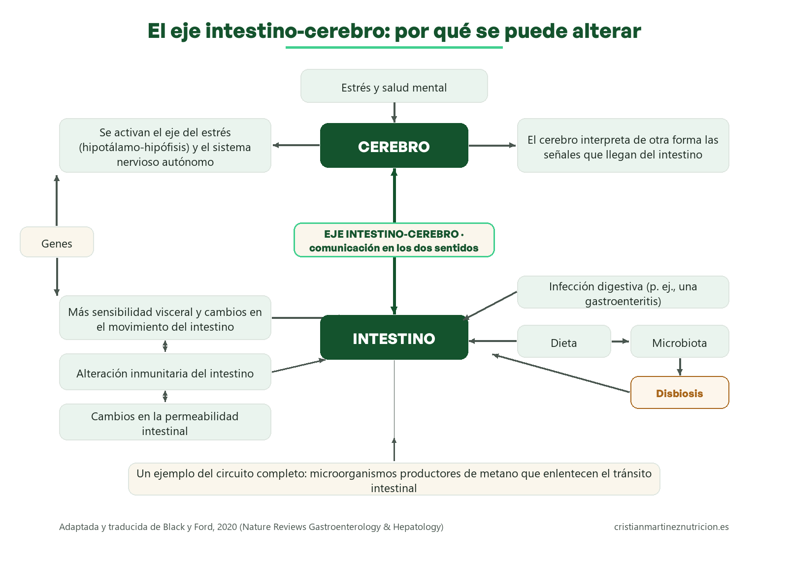 Esquema del eje intestino-cerebro: el estrés, los genes, la dieta, la microbiota y la permeabilidad intestinal alteran la comunicación en los dos sentidos entre el cerebro y el intestino. Adaptado de Black y Ford, 2020.